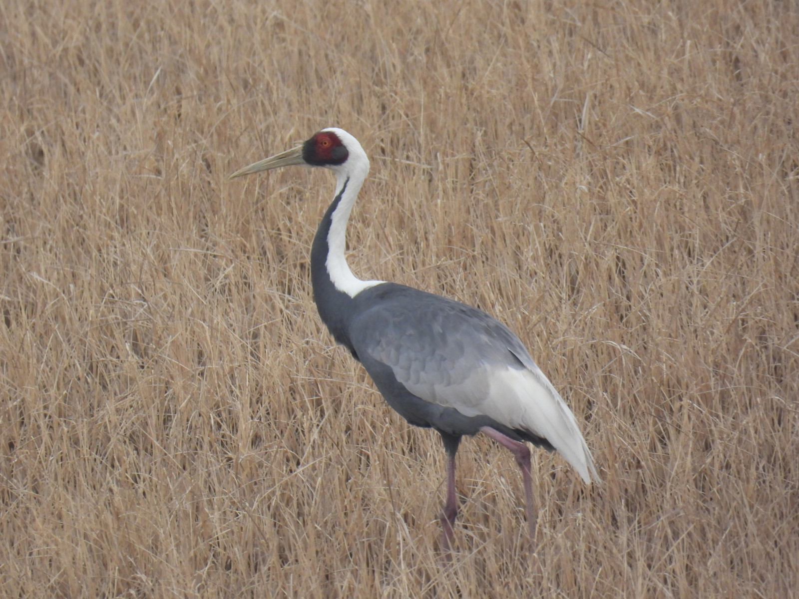 image White-naped Crane